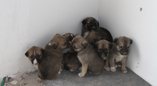 Annesinin terk ettiği yavrulara işçiler bakıyor