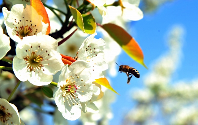 Park ve bahçeler rengarenk çiçeklerle şenlendi