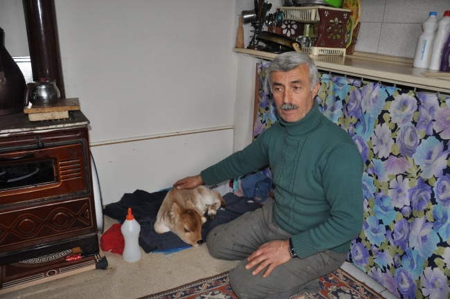 Erken doğan buzağıyı evlerinde besliyorlar