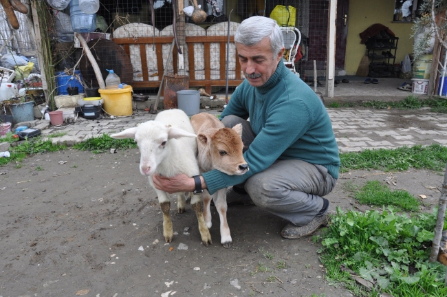 Erken doğan buzağıyı evlerinde besliyorlar