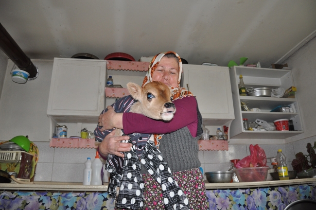 Erken doğan buzağıyı evlerinde besliyorlar