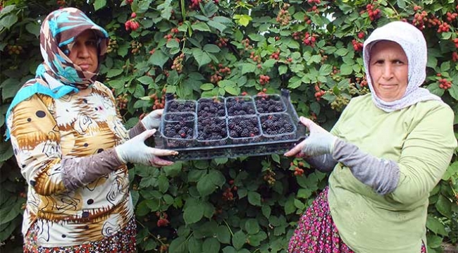 Mersin'de açık alanda böğürtlen hasadı başladı