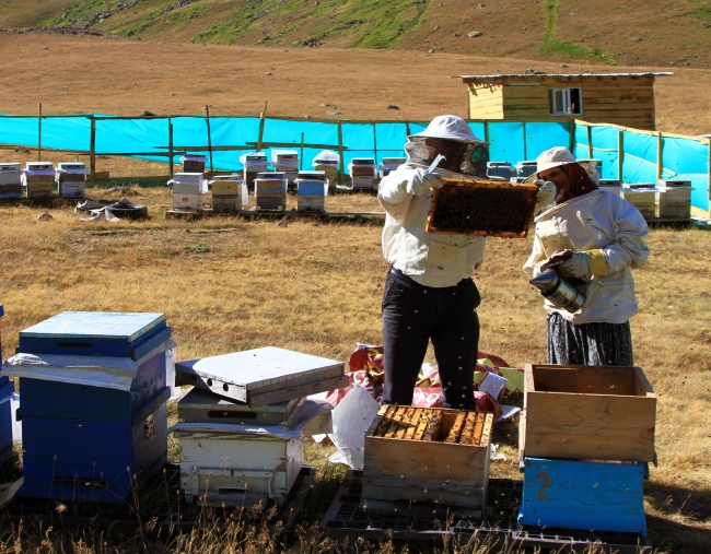 Anzer balının kilogramı 940 lira