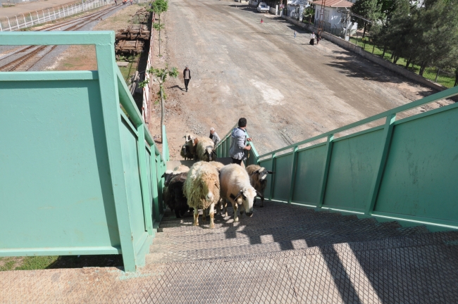 Kurbanlık koyunları üst geçitten yürüterek hayvan pazarına götürüyor