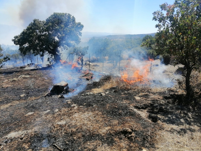 Çanakkale'de orman yangını