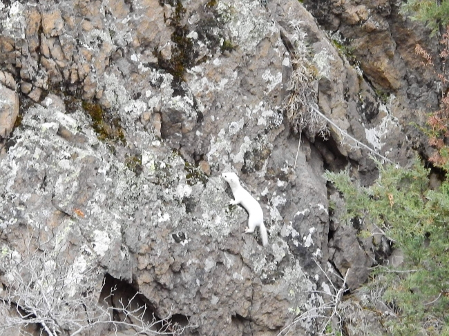 Gümüşhane ve Hakkari'de beyaz gelincik görüntülendi