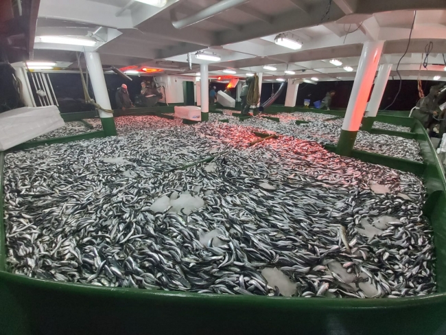 Çanakkale'de sardalya bereketi balıkçıların yüzünü güldürdü