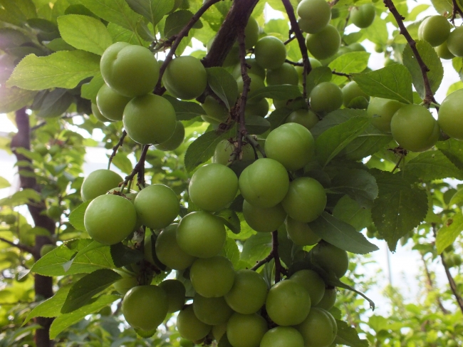 Hasadı başlayan eriğin kilogramı 150 liradan satıldı