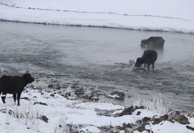 Van'da mandalar eksi 30 derecede göle girdi