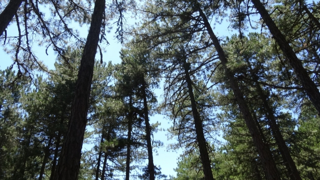 Belenova Mesire Alanı ziyaretçilerin yeni gözdesi