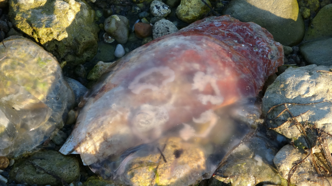 Çanakkale'de zehirli denizanası görüldü: Temas halinde denizden çıkın