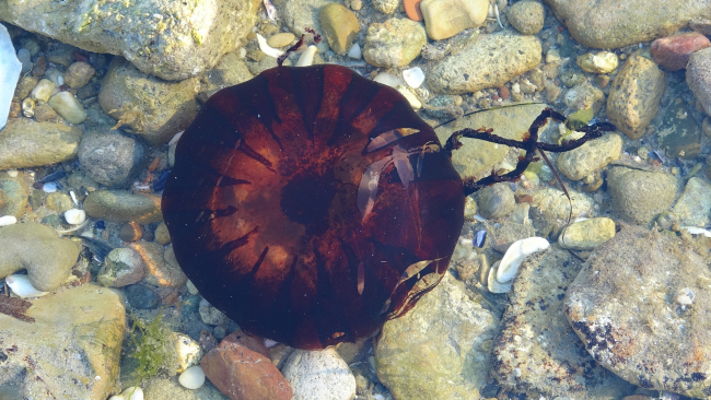 Çanakkale'de zehirli denizanası görüldü: Temas halinde denizden çıkın