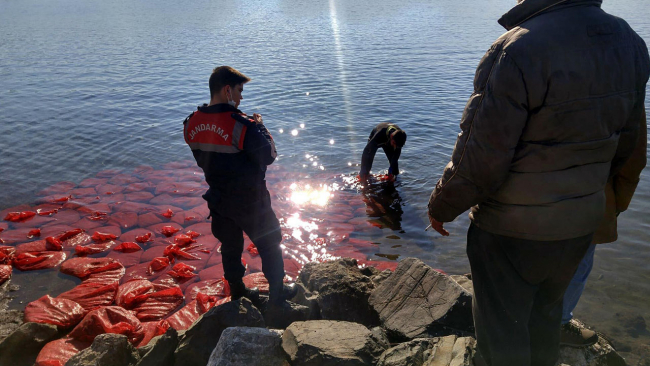 2 ton canlı beyaz midye ele geçirildi