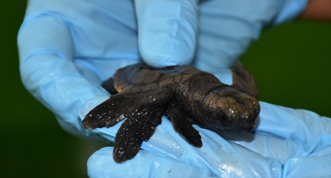 Üç yüzgeçli yavru caretta caretta korumaya alındı