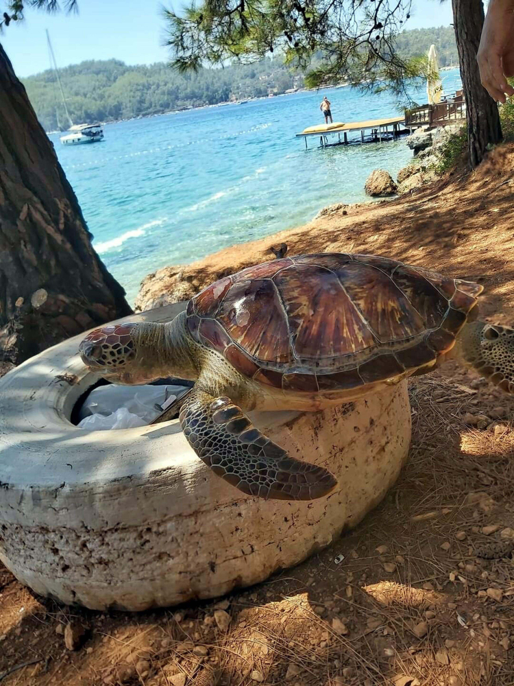 Caretta caretta 'Lara'yı 195 bin kişi izledi