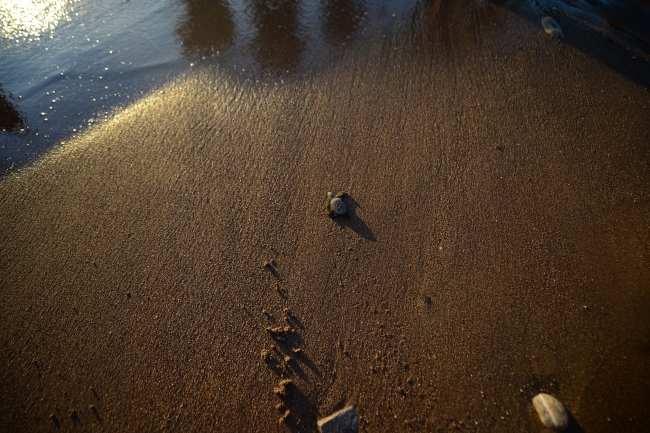 Caretta carettalar denizle buluştu