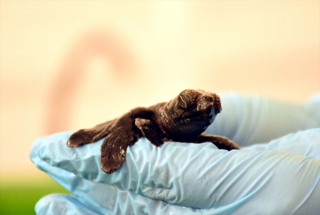 Üç yüzgeçli yavru caretta caretta korumaya alındı