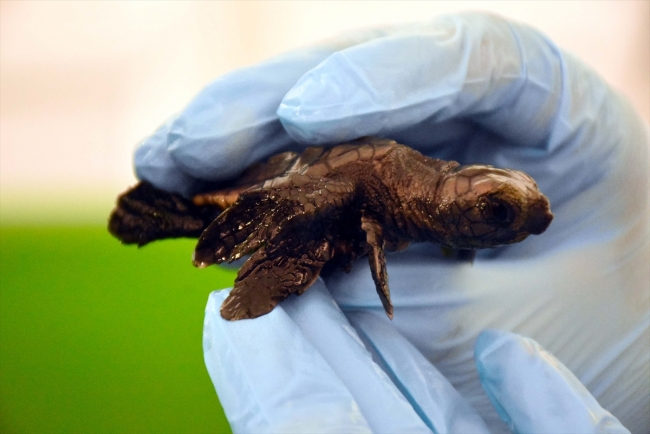 Üç yüzgeçli yavru caretta caretta korumaya alındı