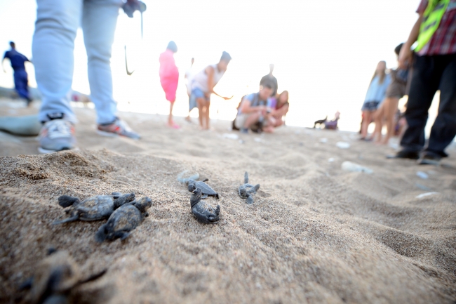 Caretta carettalarda sevindirici artış