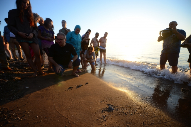 Caretta carettalar denizle buluştu