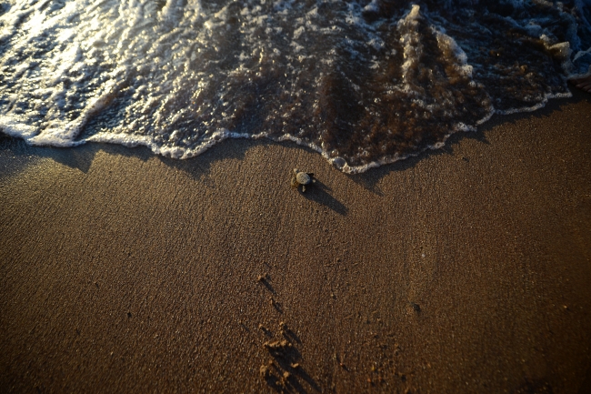Caretta carettalar denizle buluştu