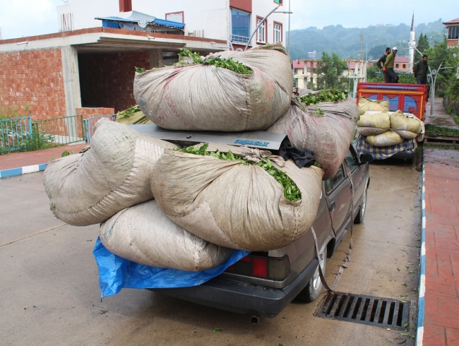 Otomobiller çay hasadında kamyona dönüşüyor
