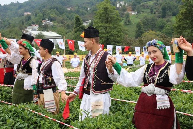 En hızlı çay toplamak için yarıştılar