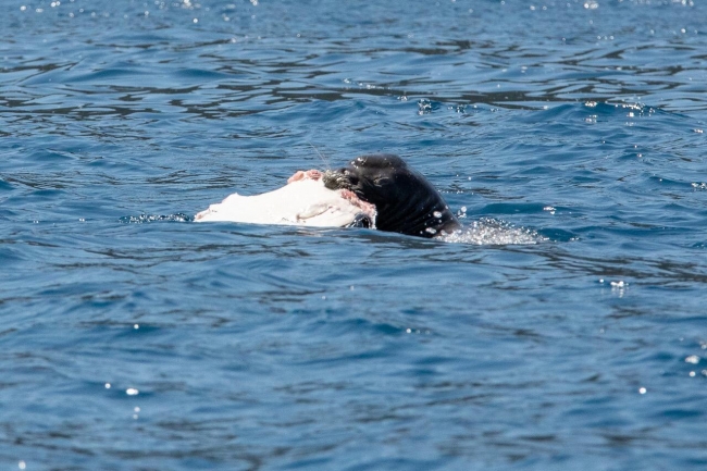 Kekova'da görülen Akdeniz fokunun balık keyfi