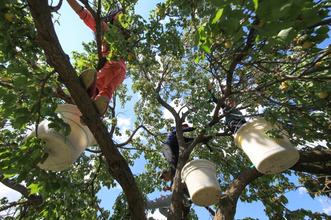 Kayısının başkentinde bereketli hasat