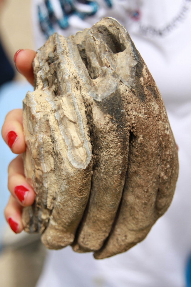 Samsun'da bulunan 2 milyon yıllık fosiller Şehir Müzesi'nde sergilenecek