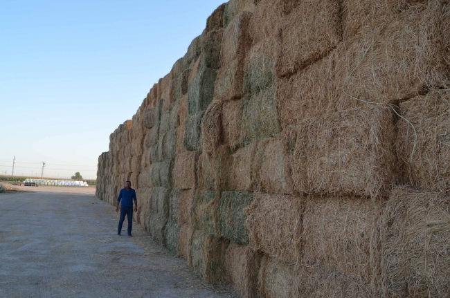 Aksaray’dan Orta Doğu’ya yıllık 75 milyon liralık yonca ihracatı
