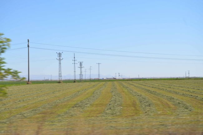 Aksaray’dan Orta Doğu’ya yıllık 75 milyon liralık yonca ihracatı