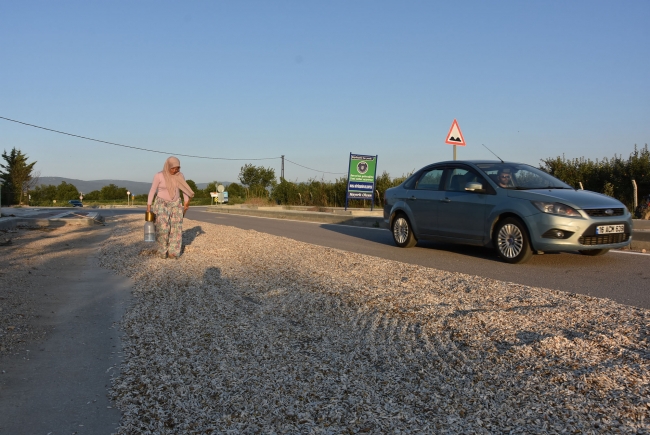 Çekirdeği kurutmak için çevre yolunun birer şeridini kapattılar