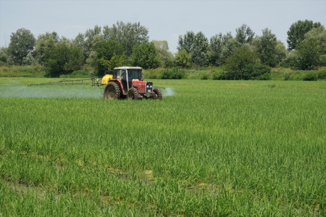 Çeltik tavalarında yabancı otla mücadele başladı
