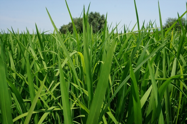 Çeltik tavalarında yabancı otla mücadele başladı