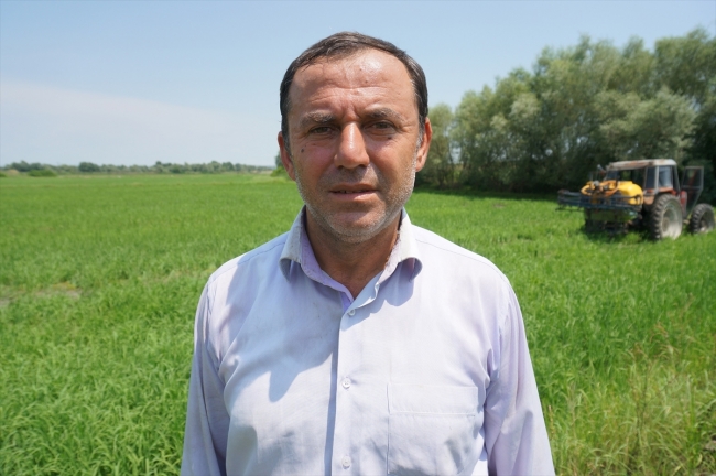 Çeltik tavalarında yabancı otla mücadele başladı