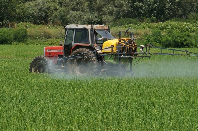 Çeltik tavalarında yabancı otla mücadele başladı