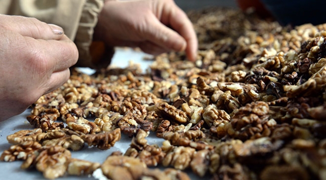 Niksar cevizinde yüksek rekolte beklentisi