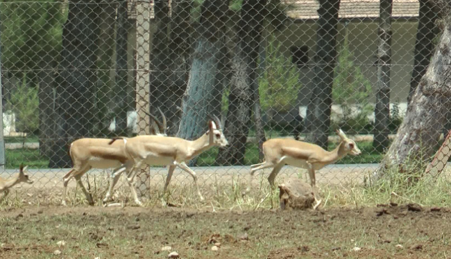 TİGEM'in ceylanları göz kamaştırıyor