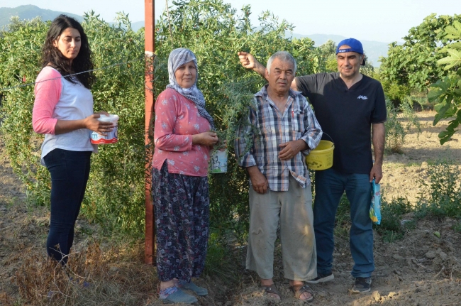 Aydın'da goji berry üretimine başlayan çift sipariş taleplerine yetişemiyor