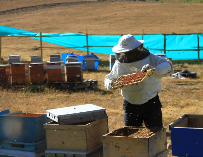 Anzer balının kilogramı 940 lira