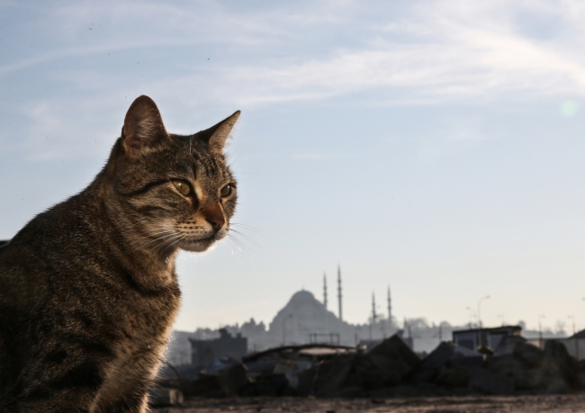 İstanbul sokakları kedilere emanet