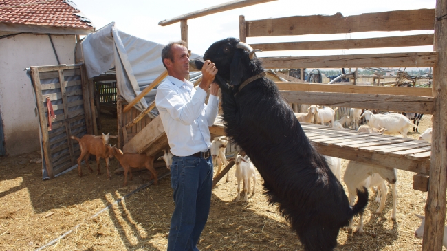 Tır şoförlüğünü bırakıp keçi çiftliği kurdu