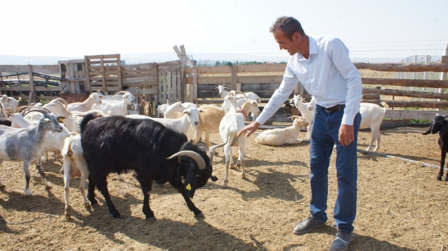 Tır şoförlüğünü bırakıp keçi çiftliği kurdu