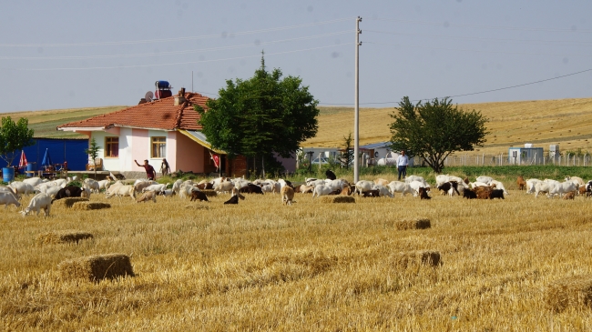 Tır şoförlüğünü bırakıp keçi çiftliği kurdu