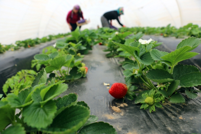 Kış çileğine yoğun talep