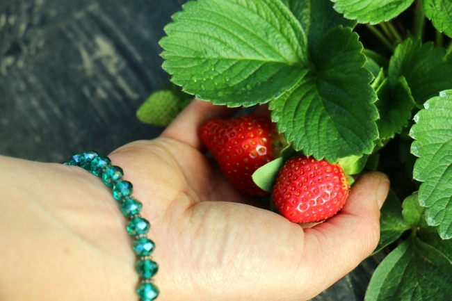 Kış çileğine yoğun talep