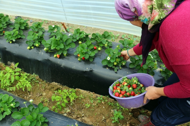 Kış çileğine yoğun talep