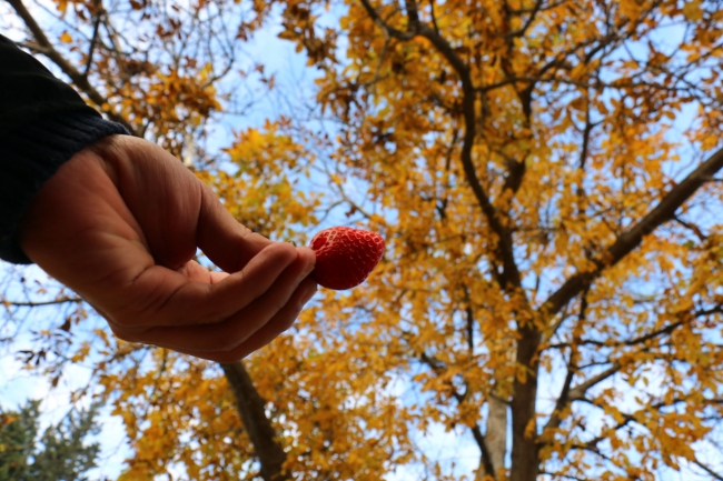 Kış çileğine yoğun talep
