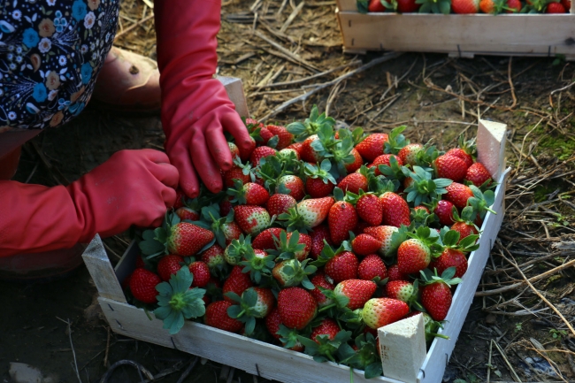 Kış çileğine yoğun talep